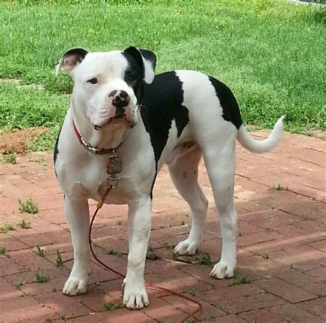  In terms of weight, the Scott American Bulldog typically weighs 90 to lbs and comes in much lighter than the pounder Johnson American Bulldog