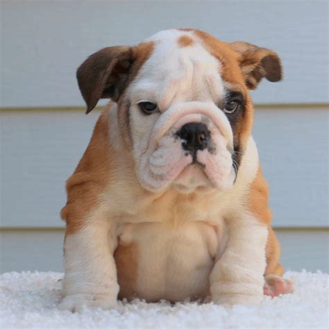  In that sense, ever since WB English Bulldogs, one of the best Bulldog Breeders in Los Angeles, is proud to continue to serve the British Bulldog community offering high-quality prospects of the greatest bloodlines in the United States and abroad to continue to establish recognition among our peers and clients with the years have been witnesses of our love and dedication to provide the best specimens