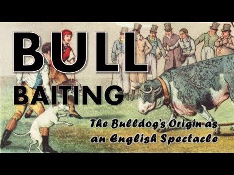  In the 13th century in England, bulldogs were used for the sport of "bull baiting," the AKC writes