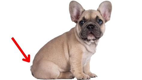  In the case of French Bulldogs, tail docking is generally not necessary, as they naturally have short tails