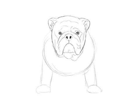  In the last step of our bulldog drawing tutorial, we add more shadows to make it more realistic, and the drawing of the bulldog is ready