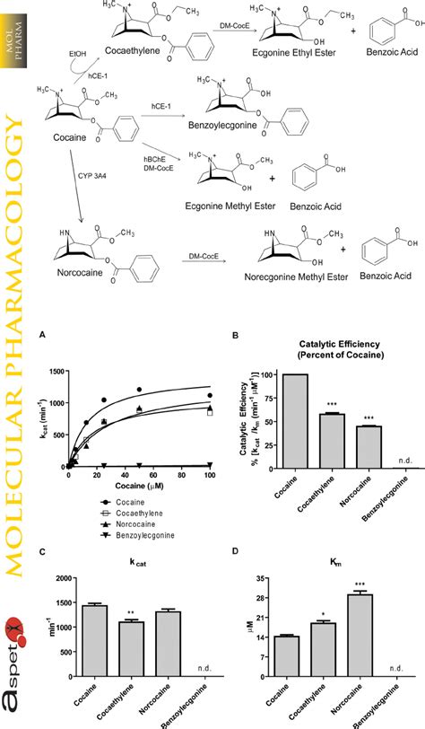  In the liver, cocaine is broken down into several metabolites, with the primary metabolite being benzoylecgonine