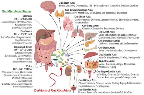  In the long term, it will benefit their gut microbiome, leading to sustainedly healthier stress and inflammatory responses