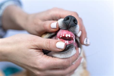  In the teething process, the puppies lose their puppy teeth and grow their adult teeth