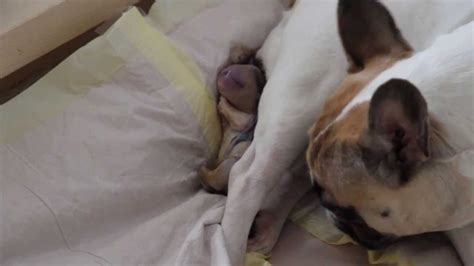  In the video of a French Bulldog birth I show on this page, the entire delivery took around 10 minutes