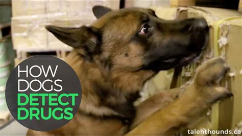  In this article, we will explore how police dogs are trained to detect drugs, the limitations of their abilities in detecting cannabis edibles, and alternative methods for detecting these products
