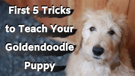  In this blog, we are going to cover how to train your Goldendoodle puppy