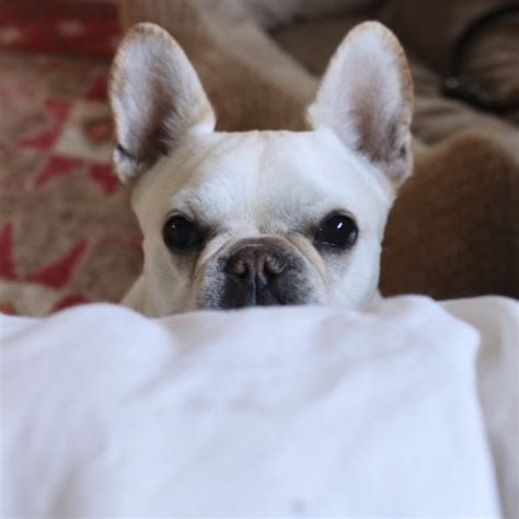  In this blog post, we are going to discuss some must have items for every French bulldog lover that they need before having a new French bulldog