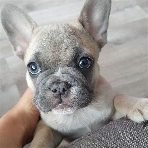  In this blog post, we will cover everything you need to know about when lilac french bulldog stud should breed, why they breed, and how many times they should be bred each year