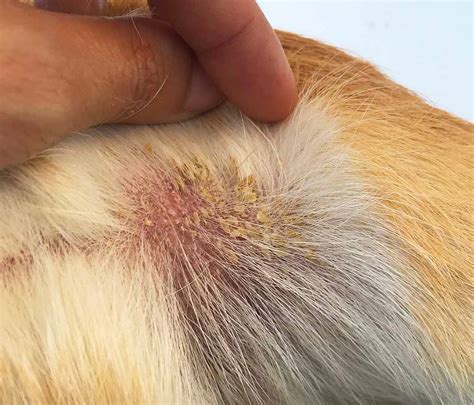  In this condition, your dog suffers from skin problems, including hair loss or thinning in the form of patches, itchiness, scaliness, or flaky skin