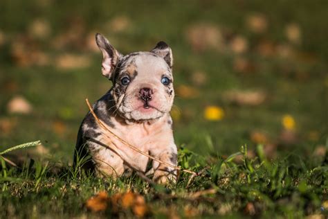  In this guide, we cover all Merle English bulldog prices so you can get an idea of how much to pay
