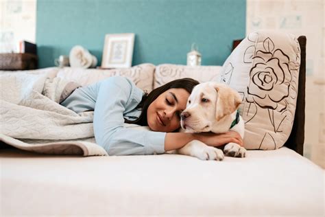  In this study, researchers found that older and middle-aged dogs slept more during the day than young adult dogs