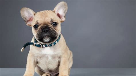  In this way, the French bulldog is actually reminding you to keep your own distance