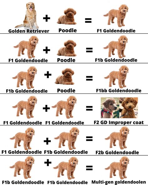  In very rare cases, a pup bred from multiple generations of doodles will have recessive color traits such as gray, blue, or even be multi-colored
