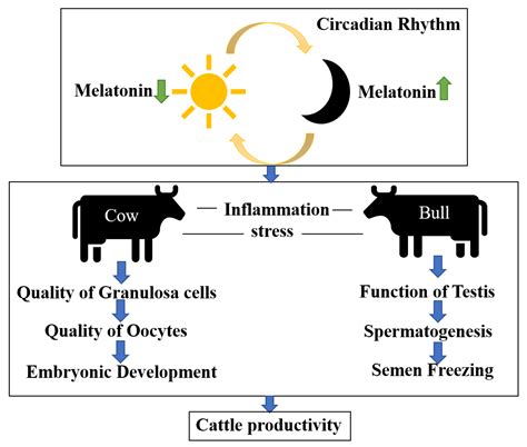  In wild animals, melatonin also affects reproductive function