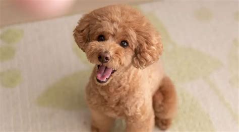  Included services and extras offered by reputable breeders enhance the value of Toy Poodle ownership