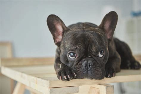  Indeed, French Bulldogs are so social that it