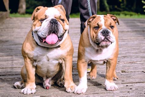  Indeed, two male bulldogs will have an annoying tendency not to get along