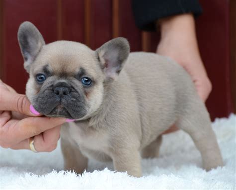  Indigo Fawn Blue Fawn describes a French Bulldog with primarily fawn fur with a blue mask of fur around its muzzle, eyes, and ears
