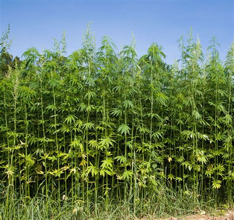  Industrial hemp varieties have been bred to grow tall with sturdy, high-fiber stalks and low levels less than 0