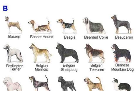  Information about the dogs and w