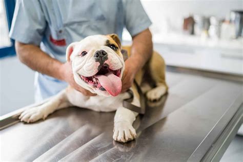  Initial Vet Visits: English Bulldog puppies require initial vet examinations to ensure that they are healthy