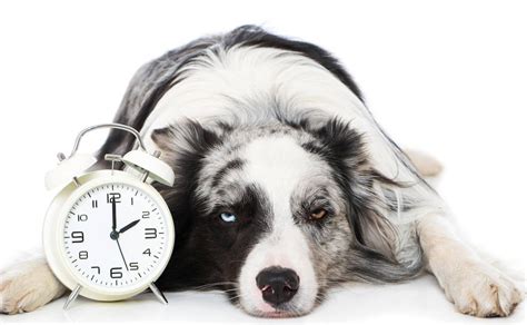 Insomnia in older dogs can also result from stress and anxiety or cognitive dysfunction