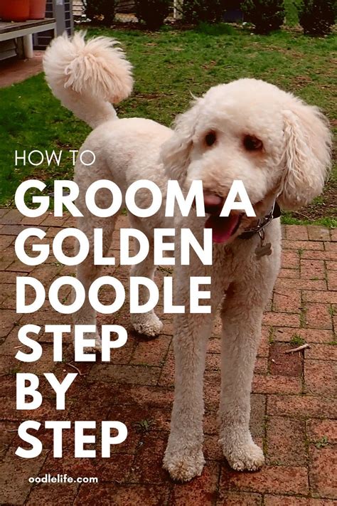  Inspect your Goldendoodle often for indications of joint pain