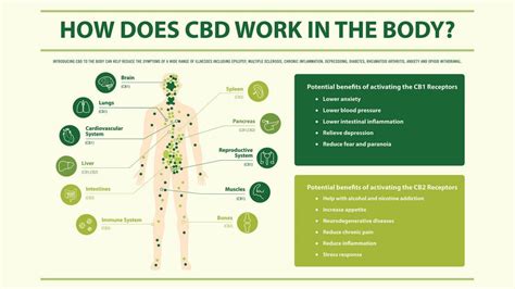  Instead, CBD acts as an intermediary in different processes throughout the body, helping us and them find balance