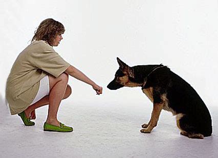  Instead, approaching the dog calmly is a way of telling him that you have come in peace and are seeking his friendship