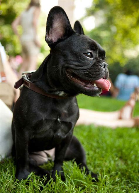  Instead, it is considered a smaller version of the French Bulldog breed