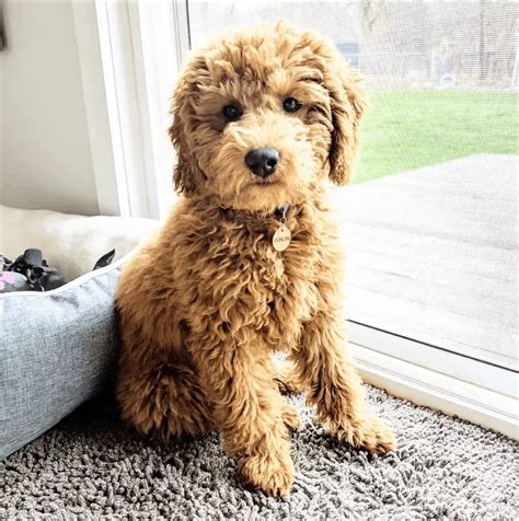  Instead, make sure your new Mini Goldendoodle puppy has an active role in your life