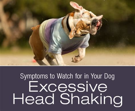  Instead, your dog might experience excessive blinking, head shaking, dilated pupils, excess salivation, or other behaviors