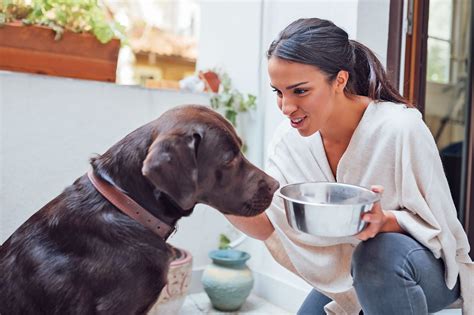  Instead of giving your dog extra calcium, focus on a balanced diet