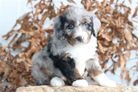  Integrity Bernedoodles specializes in providing mostly Blue Merle Bernedoodles, along with the tri-color variety