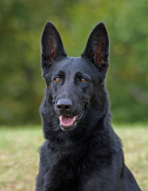  Intellectual Stimulation Black German shepherds are highly intelligent dogs that can easily become bored, frustrated, and destructive when not mentally stimulated