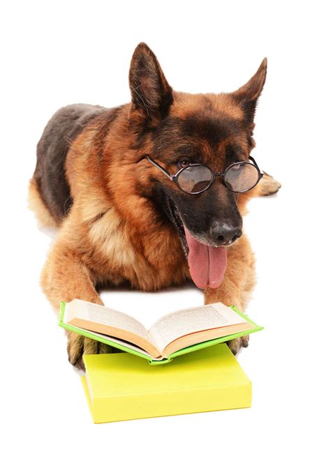 Intelligence: German Shepherds are highly intelligent dogs