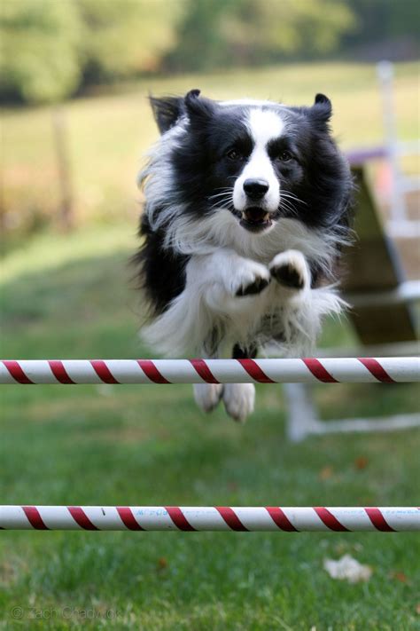  Intelligent and athletic, the very trainable Border Collie loves to stay busy and play for hours on end