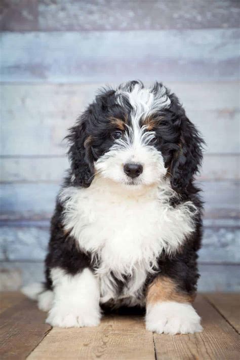  Intelligent and trainable: Bernedoodles are intelligent dogs that are easy to train