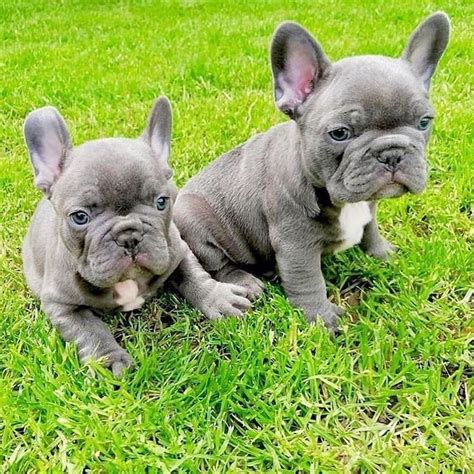  Interactions between your Frenchie and your new puppy should not be forced