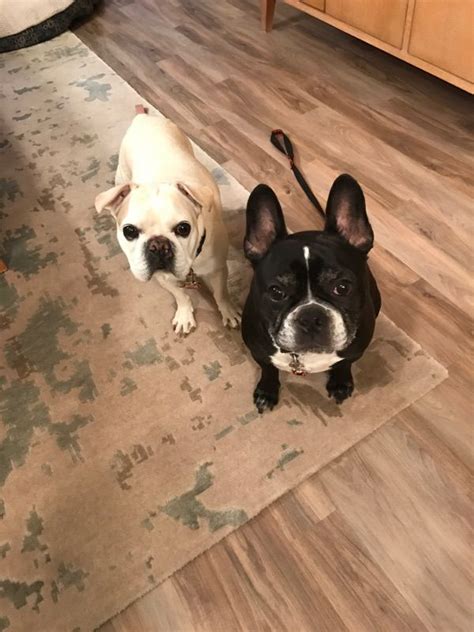  Interested in adopting a French Bulldog? Cloud, MN, there are numerous options available