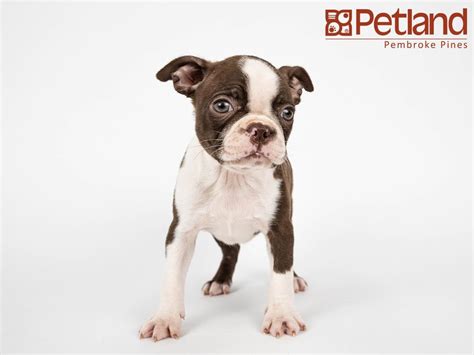  Interested in finding out more about the Boston Terrier? Check out our breed information page!  History: The Pug is one of the oldest breeds of dogs that is still around today