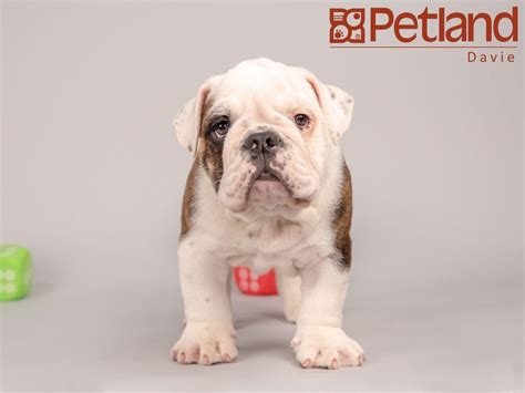  Interested in finding out more about the English Bulldog? Check out our breed information page! Tulsa: 