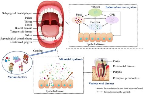  Interestingly, the oral cavity always entertains a delicate balance of bacteria that is supposed to be present at all times