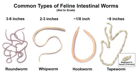  Internal deworming Intestinal parasites are worms