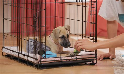  Introduce your puppy to the crate early on by making it a positive experience