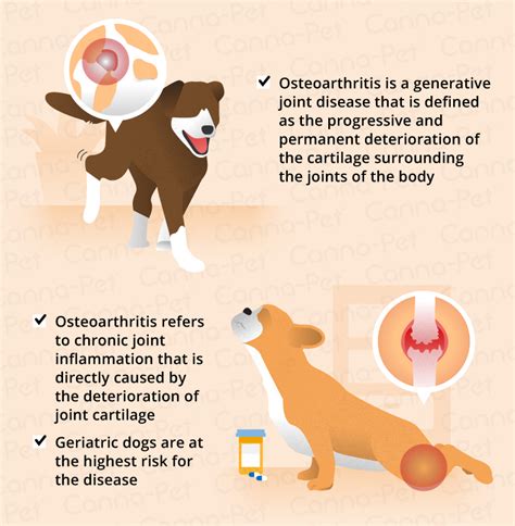  Introduction Canine osteoarthritis OA is a degenerative disease of the joint in dogs expressed by chronic inflammation of internal and external joint structures