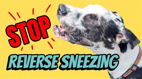  Inverted or Reverse Sneezing : While not a health problem per se, inverted or reverse sneezing is a common occurrence in Bulldogs