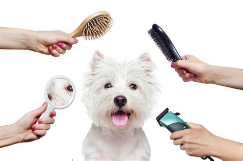  Invest in quality dog grooming products to ensure proper and safe grooming