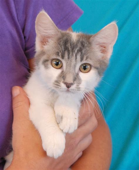  Ionia Rescued male neutered kittens available for loving homes